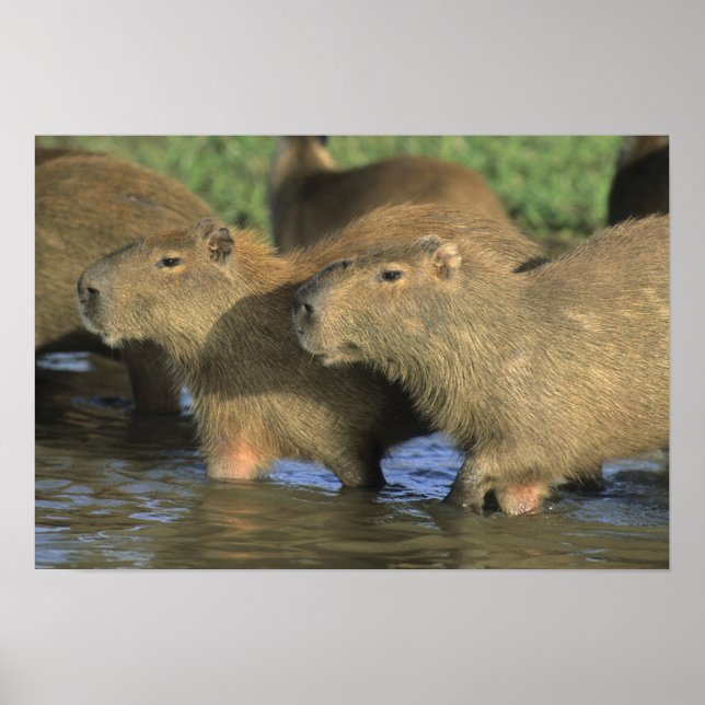 Capybara, Hydrochaeris hydrochaeris), world's Poster (Front)