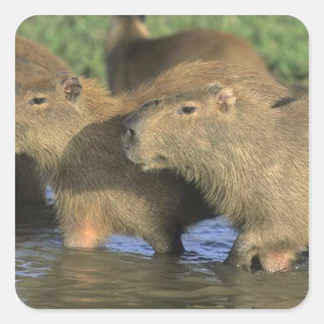 Capybara, Hydrochaeris hydrochaeris), world's Square Sticker (Front)