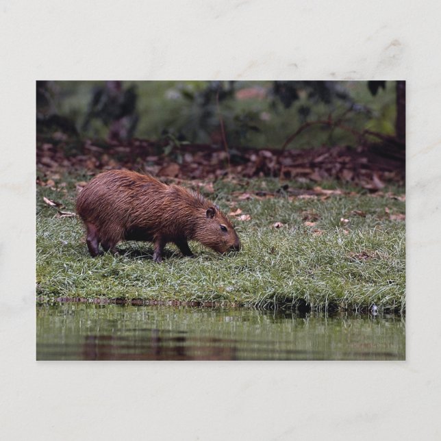 Capybara (Hydrochoerus hydrochaeris) Postcard (Front)
