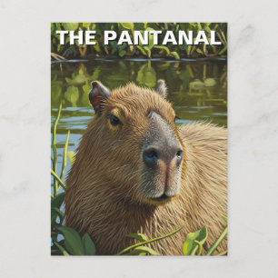 Capybara in The Pantanal Postcard