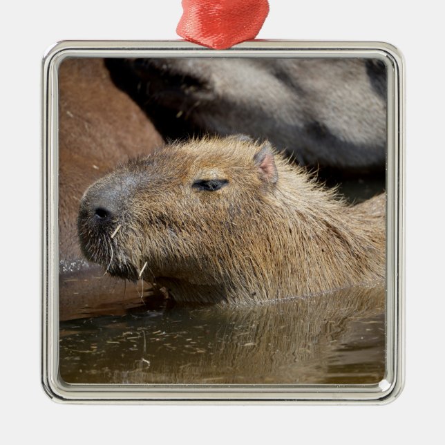 Capybara in water metal ornament (Front)