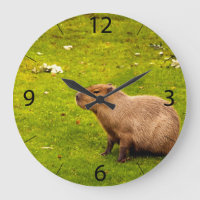 Capybara
