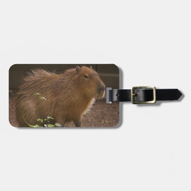 Capybara Luggage Tag (Front Horizontal)