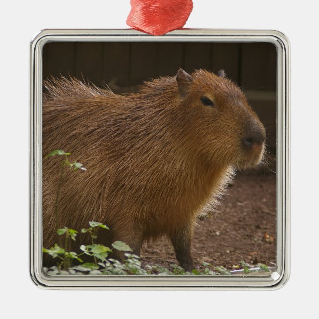 Capybara Metal Ornament (Front)