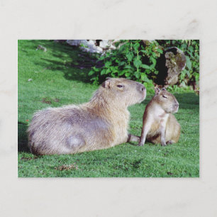 Capybara Mum and Son Postcard