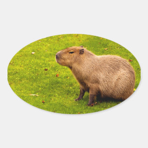Capybara Oval Sticker