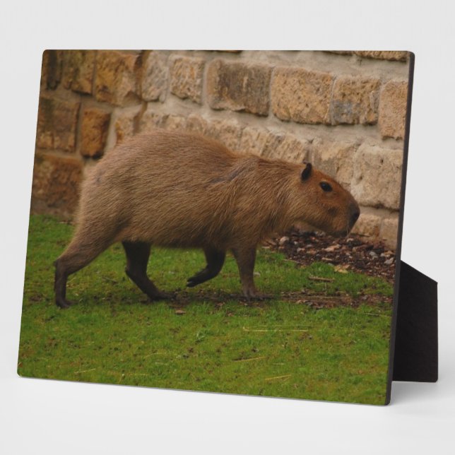 capybara plaque (Side)