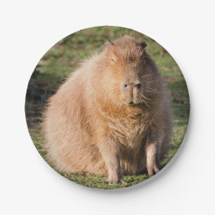Capybara plate