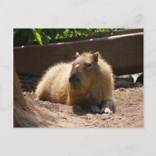 Capybara Postcard