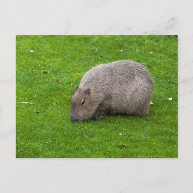 Capybara Postcard (Front)