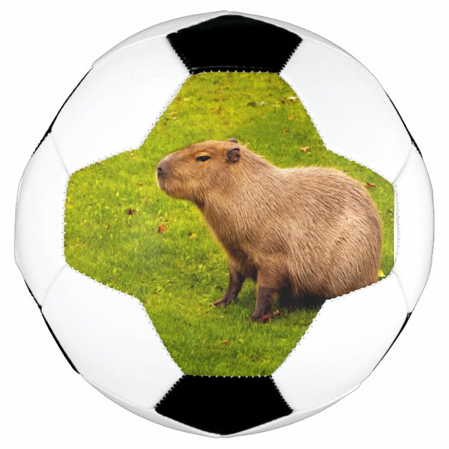 Capybara Soccer Ball (Front)