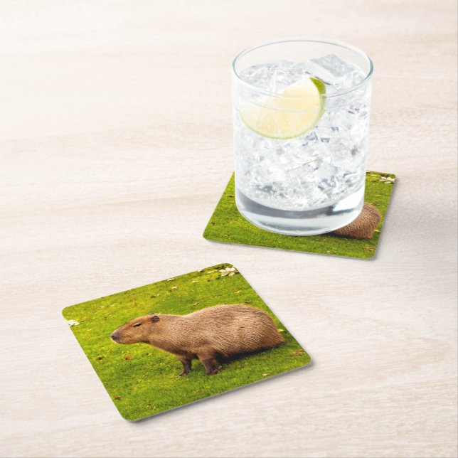 Capybara Square Paper Coaster (Insitu)