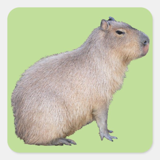 Capybara Square Sticker (Front)