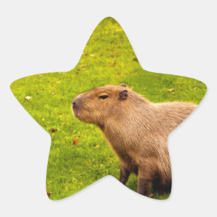 Capybara Star Sticker