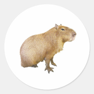 capybara sticker