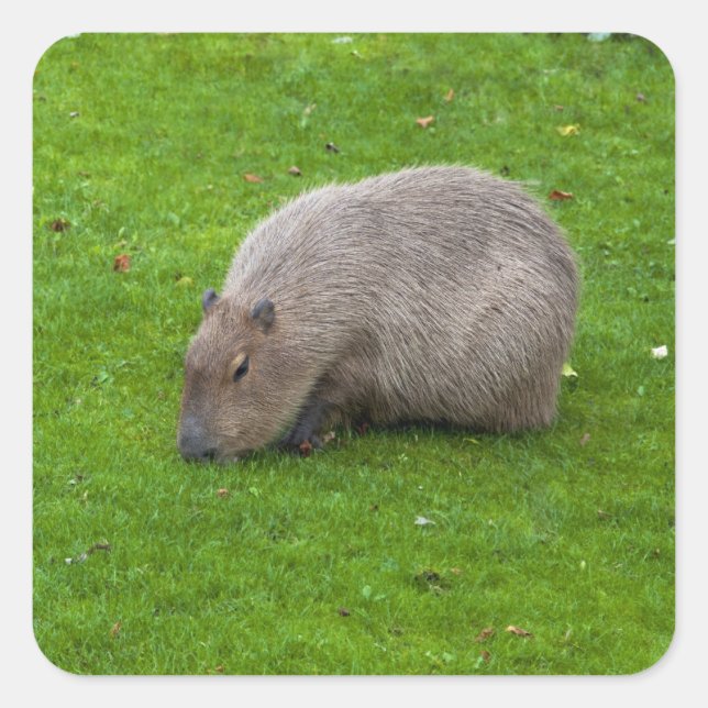 Capybara Sticker (Front)