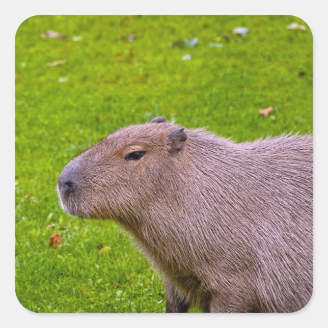 Capybara Sticker (Front)
