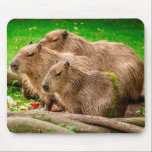 Capybara Trio Mouse Pad<br><div class="desc">Photograph of a trio of capybara; the world's largest rodent!</div>