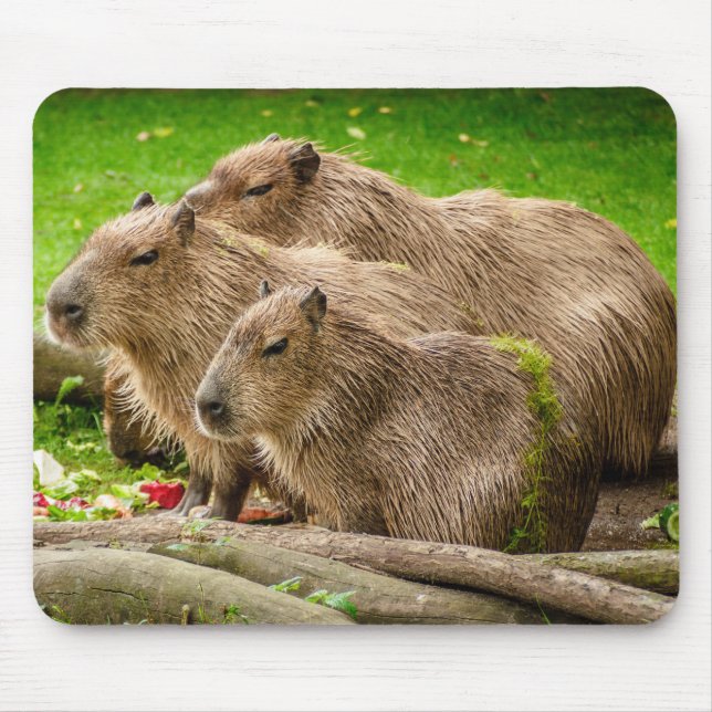 Capybara Trio Mouse Pad (Front)