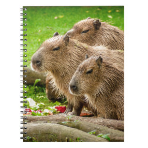 Capybara Trio Notebook