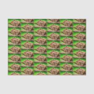 Capybara Trio Tissue Paper