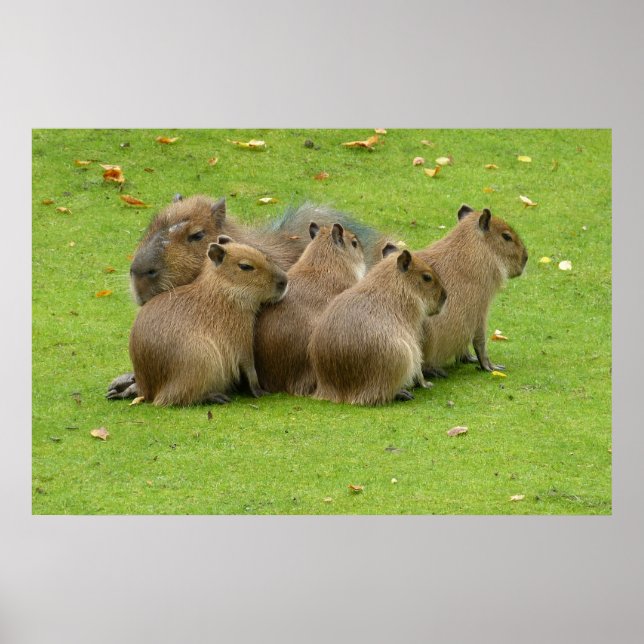 Capybaras Poster (Front)