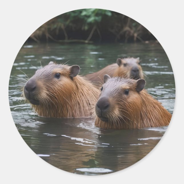 Capybaras' Swimming In The River,  Classic Round Sticker (Front)