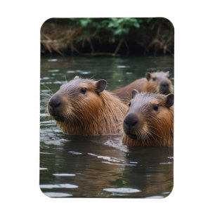 Capybaras' Swimming In The River, Magnet