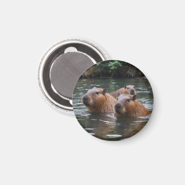 Capybaras' Swimming In The River,  Magnet (Front/Back)