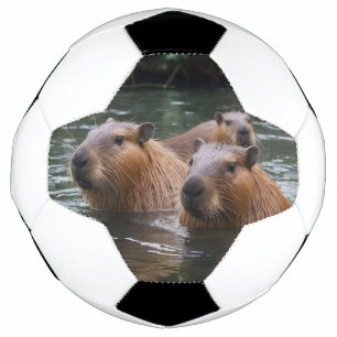 Capybaras' Swimming In The River, Soccer Ball