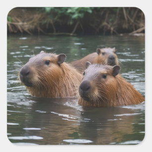 Capybaras' Swimming In The River,  Square Sticker