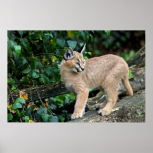 caracal kitten poster
