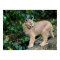 caracal kitten