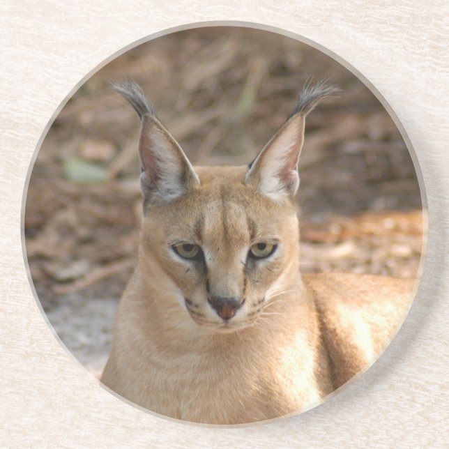 Caracal Lynx Coaster (Front)