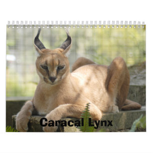 Caracal Cat Meme -  Australia