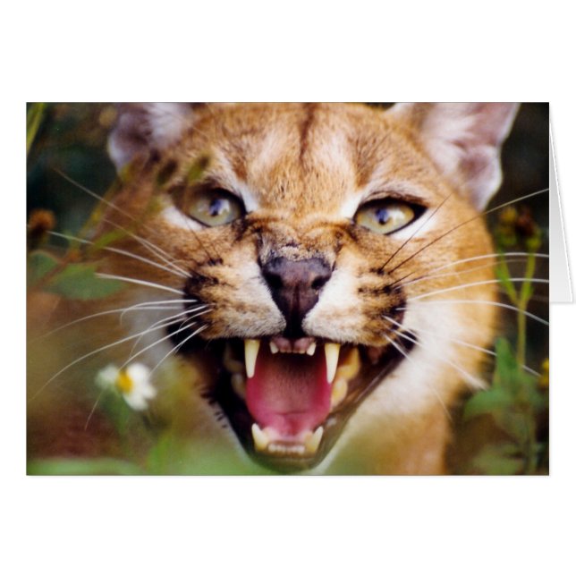 CaracalSassy (Front Horizontal)