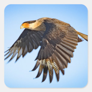 "Caracara Flight"  Square Sticker