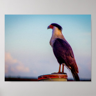 Caracara overlooking Kissimmee Prairie, Florida. Poster