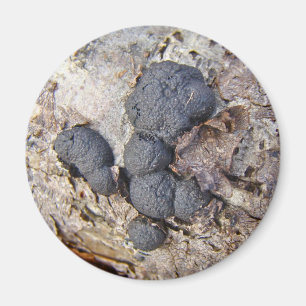 Carbon Balls (Daldinia concentrica) Mushrooms Magnet