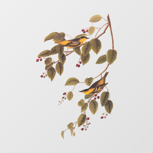 Carbonated Warbler Audubon Bird