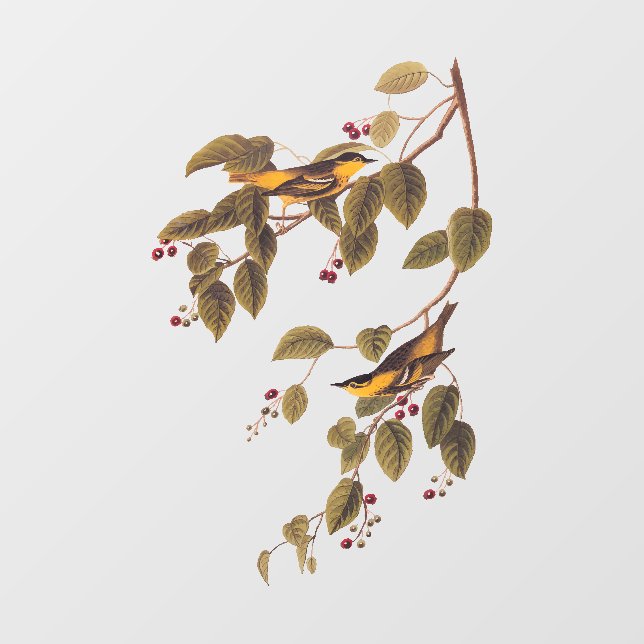 Carbonated Warbler Audubon Bird (Sheet)