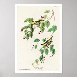 Carbonated Warbler by Audubon Poster