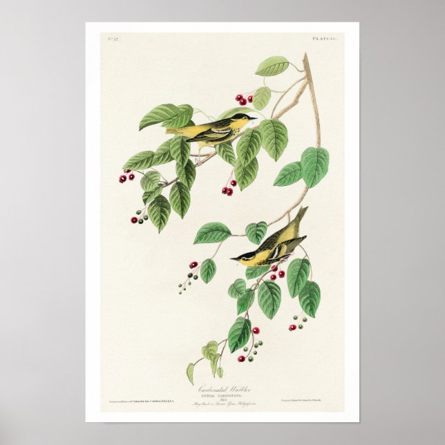 Carbonated Warbler by Audubon Poster (Front)