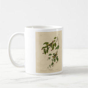 Carbonated Warbler from Audubon's Birds of America Coffee Mug
