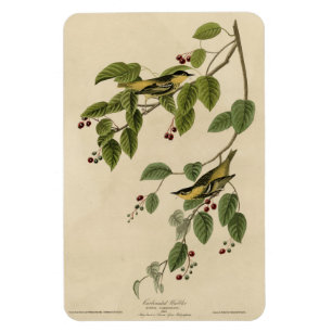 Carbonated Warbler from Audubon's Birds of America Magnet