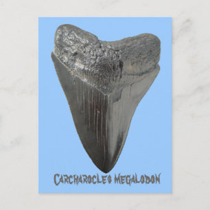 Carcharocles megalodon tooth postcard
