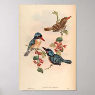 Carcineutes Melanops Kingfisher Vintage Bird Asia Poster