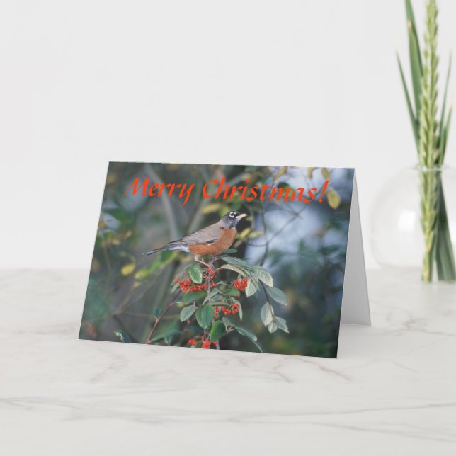Card / American Robin / Christmas (Front)