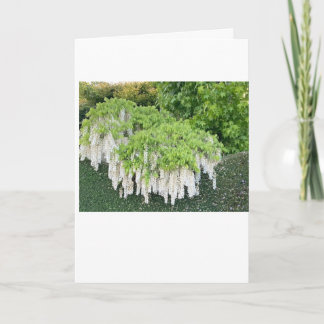 Card /Beauty/Wisteria/Garden/Nature/WhiteFlowers 