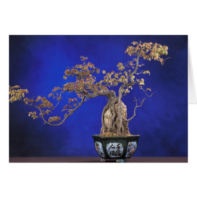 Card / Bonsai Trident Maple (Front Horizontal)